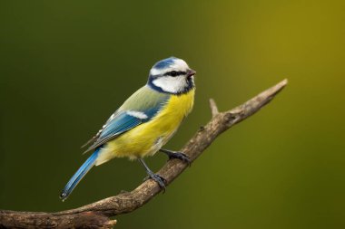 Ağaç dalı üzerinde oturan tek mavi bira