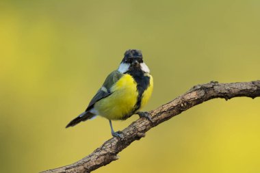 Tek büyük meyhane ağaç dalı üzerinde oturan
