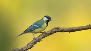 Tek büyük meyhane ağaç dalı üzerinde oturan