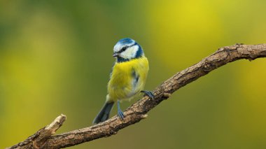 Ağaç dalı üzerinde oturan tek mavi bira