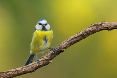 Ağaç dalı üzerinde oturan tek mavi bira