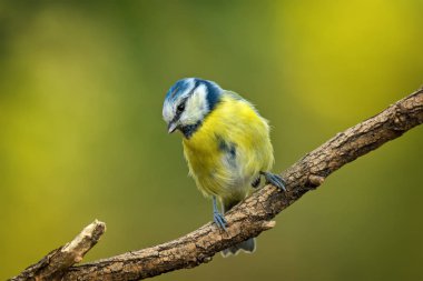 Ağaç dalı üzerinde oturan tek mavi bira