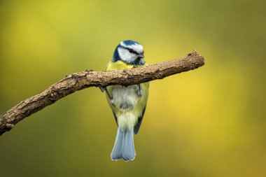 Ağaç dalı üzerinde oturan tek mavi bira
