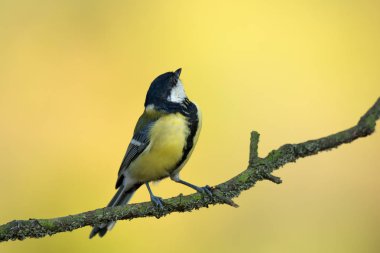 Tek büyük meyhane ağaç dalı üzerinde oturan