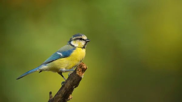 Único azul tit sentado no árvore ramo — Fotografia de Stock