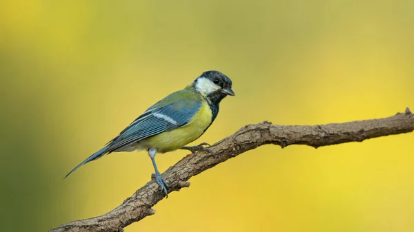 Solo gran teta sentado en la rama del árbol —  Fotos de Stock