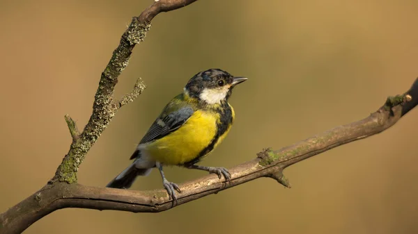 Single great tit sitting on tree branch — Stock Photo, Image