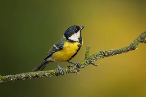 Único grande tit sentado no árvore ramo — Fotografia de Stock