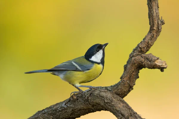 Single great tit sitting on tree branch — Stock Photo, Image