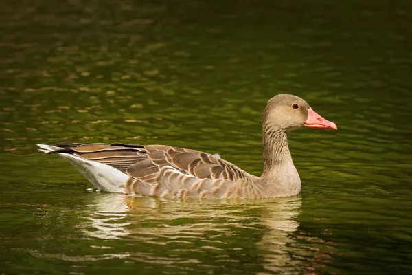 Ganso de retraso gris en el lago — Foto de Stock