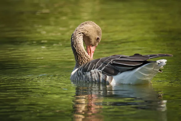 Ganso de retraso gris en el lago — Foto de Stock