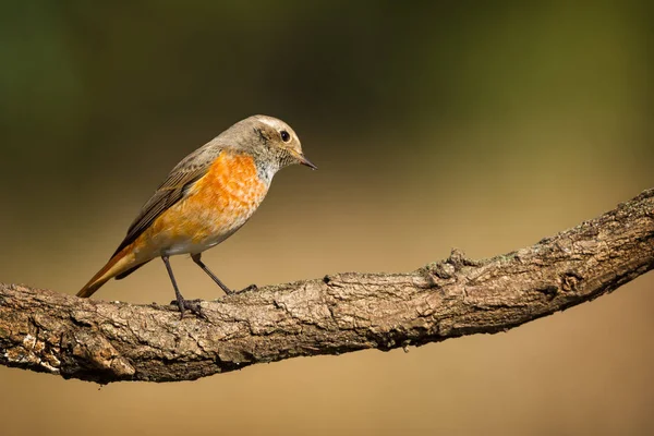 Redstart siedzi na gałęzi drzewa — Zdjęcie stockowe