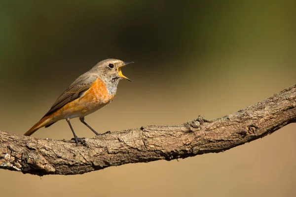 A Faágon ülő redstart — Stock Fotó