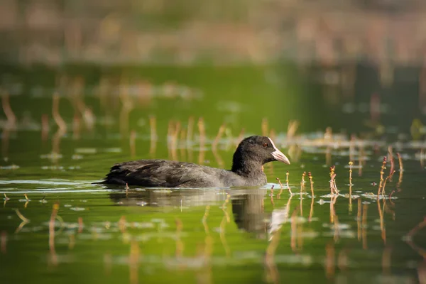 Solo Coot común en el lago — Foto de Stock