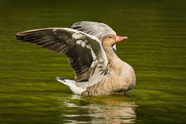 Ganso de retraso gris en el lago — Foto de Stock