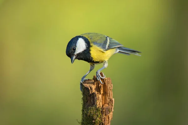 Jedna velká koza na větvi stromu — Stock fotografie