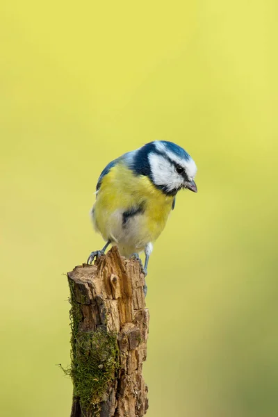 나뭇가지에 앉아 있는 하나의 파란 가슴 세포 — 스톡 사진
