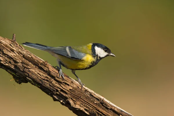 Solo gran teta sentado en la rama del árbol — Foto de Stock