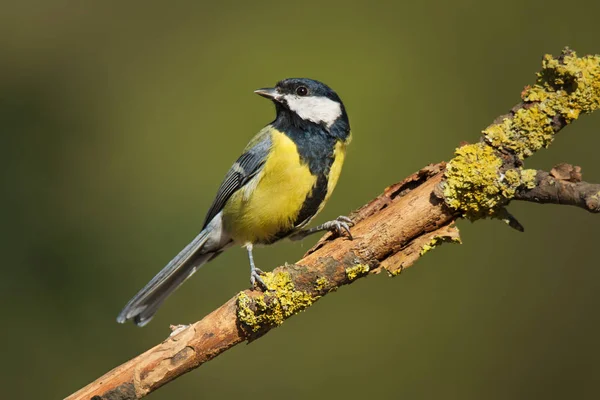 Single Talgoxe sitter på trädgren — Stockfoto