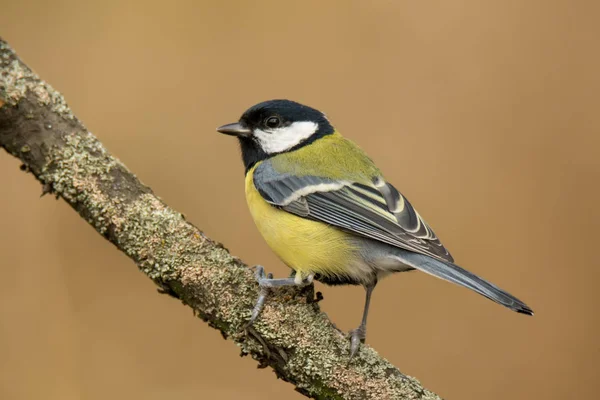 Único grande tit sentado no árvore ramo — Fotografia de Stock