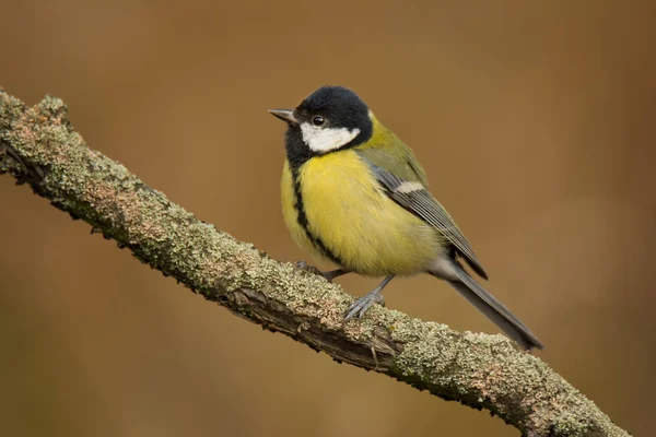 Único grande tit sentado no árvore ramo — Fotografia de Stock