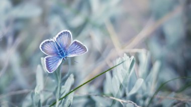Küçük açık mavi kelebekli çimlerin üzerinde sihirli vahşi yaşam sahnesi