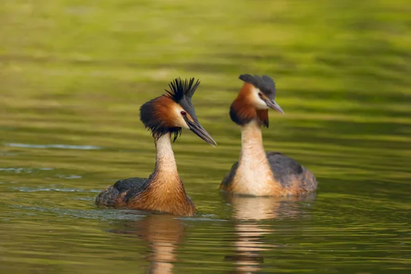 Wildlife Scen Med Vackra Par Vattenfåglar Damm Eller Flod Bakgrund — Stockfoto