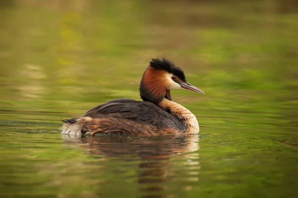 Wildlife Scen Med Vackra Vatten Fågel Med Reflektion Över Damm — Stockfoto