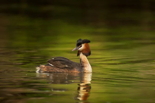 Wildlife Scen Med Vackra Vatten Fågel Med Reflektion Över Damm — Stockfoto