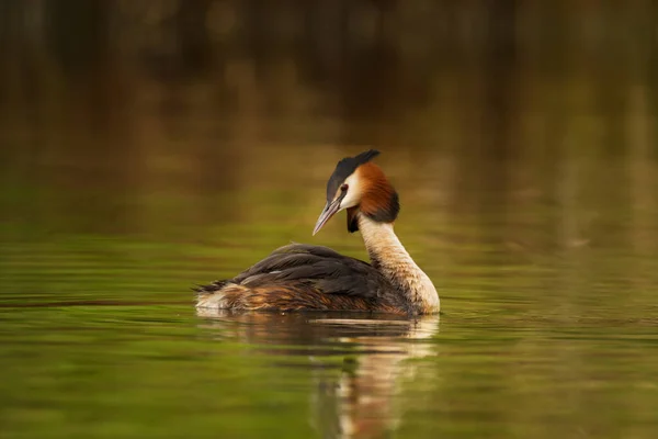 Escena Vida Silvestre Con Hermoso Pájaro Acuático Con Reflexión Sobre — Foto de Stock