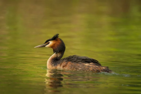 Wildlife Scen Med Vackra Vatten Fågel Med Reflektion Över Damm — Stockfoto