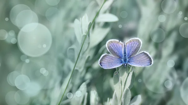 Magic Wildlife Scene Small Light Blue Butterfly Grass Background Bokeh — Stock Photo, Image