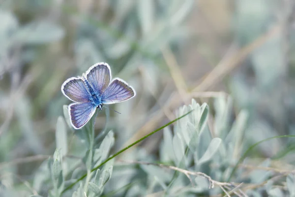 Cena Vida Selvagem Mágica Com Pequena Borboleta Azul Claro Fundo — Fotografia de Stock