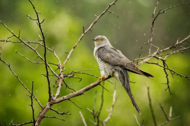 Gray common cuckoo on dry wooden branch on green nature background in rainy da clipart