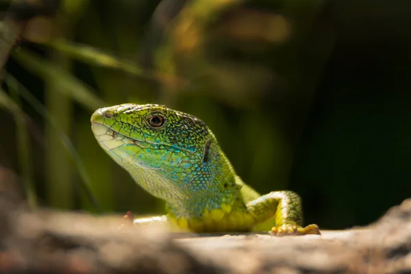 Зелена Ящірка Блакитним Жовтим Кольором Тіла Природній Траві — стокове фото