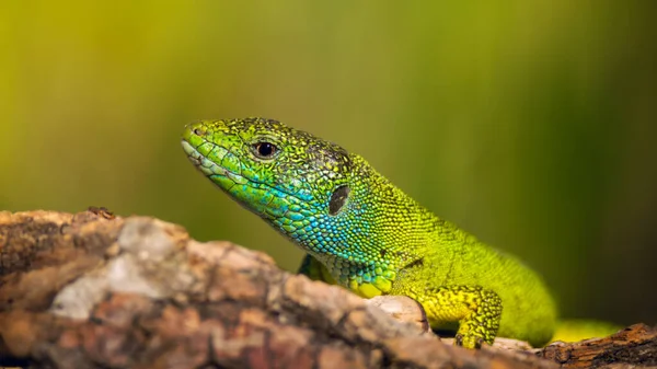 European Green Lizard Blue Yellow Body Color Bright Grass Background — Stock Photo, Image