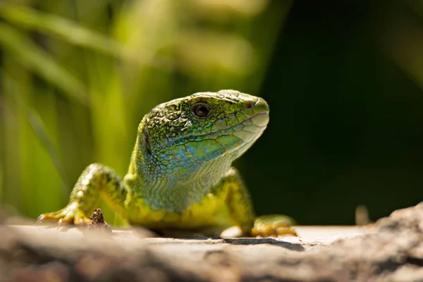 European Green Lizard Blue Yellow Body Color Bright Grass Background — Stock Photo, Image