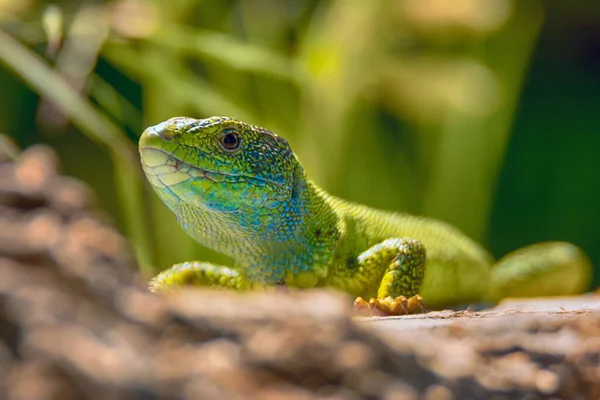 European Green Lizard Blue Yellow Body Color Bright Grass Background — Stock Photo, Image