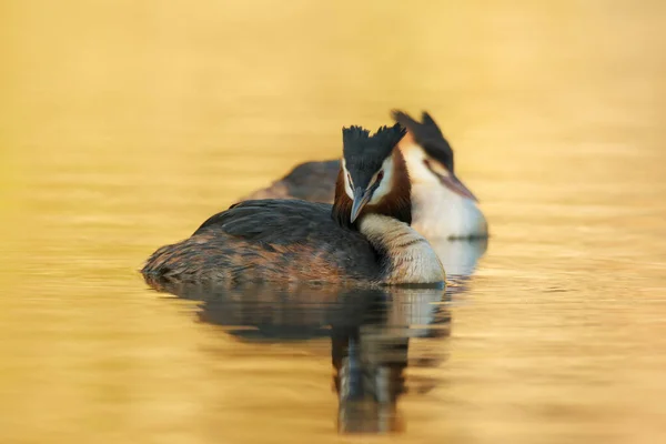 Wildszene Mit Schönen Wasservögeln Auf Teich Oder Fluss Hintergrund Goldenem — Stockfoto