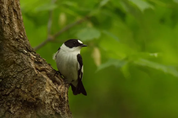 Närbild Svart Och Vitt Krönt Flugsnappare Träd Stam Skogen Grön — Stockfoto