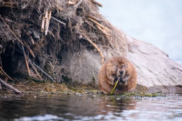 Close Muskrat Ondatra Zibethicus Own Hole Lake — Stock Photo, Image