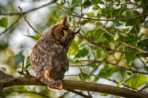 Wildlife Scene Beautiful Long Eared Owl Nature Background Green Leaves — Stock Photo, Image