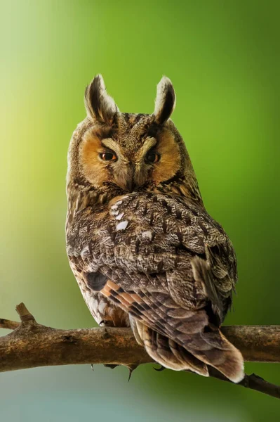Wildlife Scene Close Beautiful Long Eared Owl Green Nature Background — Stock Photo, Image