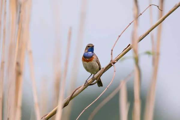 Little Bluethroat Male Songbird Dry Reeds Light Blue Sky Background — Stock Photo, Image