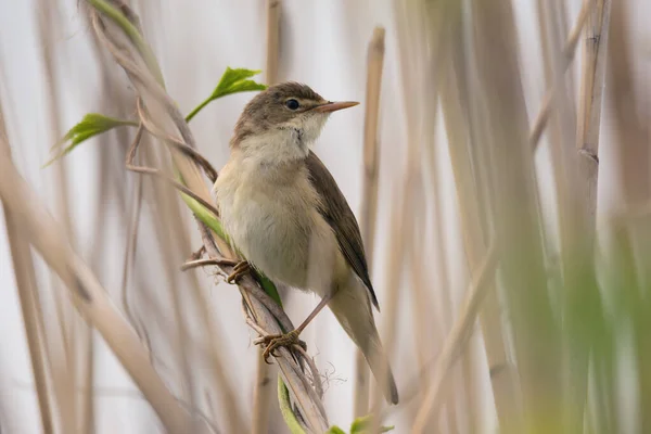 Närbild Söta Vass Sångare Sångfågel Torra Vass Ljus Naturlig Bakgrund — Stockfoto