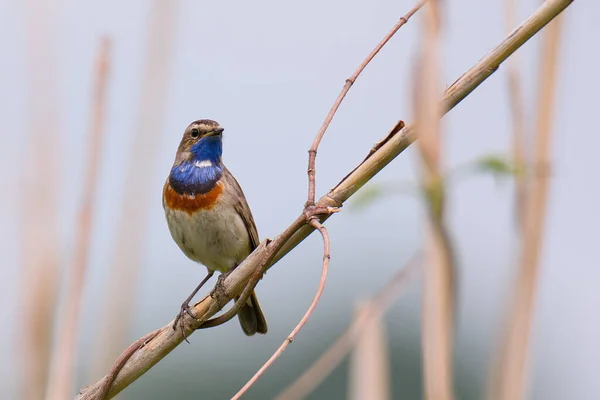 Pequeño Pájaro Cantor Macho Garganta Azul Cañas Secas Sobre Fondo — Foto de Stock