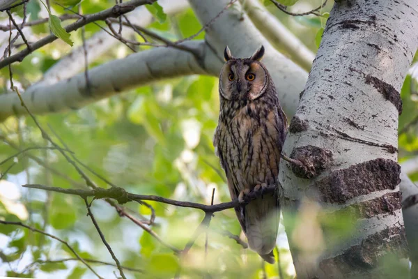 Tierwelt Szene Mit Schönen Langohr Eule Auf Der Natur Hintergrund — Stockfoto