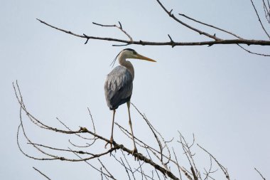Mavi arka planda, ağaç dalında oturan gri balıkçıl kuşu.