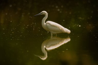 Güzel beyaz balıkçıl balıkçıl (balıkçıl balıkçıl) su üzerinde duran kuş
