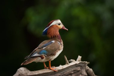 Güzel renkli erkek ördeğin (Aix galericulata) yeşil arka planda kuru ağaç dalında oturması.